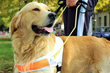 
				Animais de apoio: entenda as diferenças entre pets para suporte emocional, terapia e serviço
			
			