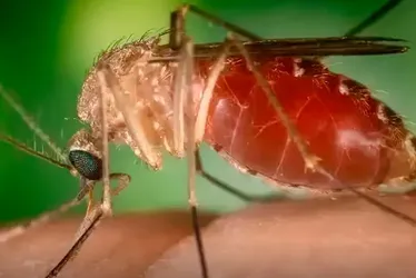 
				Antes restrita à Amazônia, febre oropouche se espalha pelo país
			
			