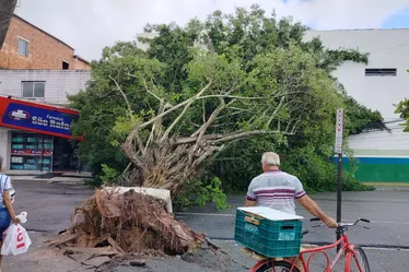 
			
				Árvore cai e interdita avenida em frente ao terminal do B. Bentes 1
			
			