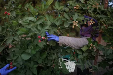 
				Batidas contra imigrantes esvaziam fazendas nos EUA, e colheita apodrece
			
			
