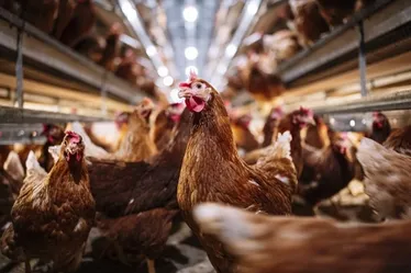 
			
				Brasil encerra vazio sanitário e se declara livre da gripe aviária
			
			