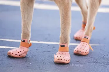 
				Cães farejadores da Copa de Clubes usam botas para proteger patas
			
			