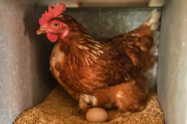 
				Ceará registra 1º foco de gripe aviária em aves domésticas
			
			