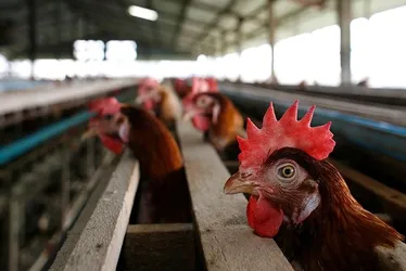 
				Ceará registra primeiro foco de gripe aviária em aves domésticas
			
			