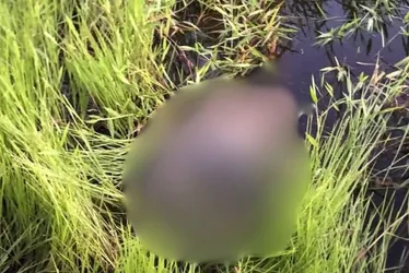 
				Corpo esquartejado é encontrado em lagoa no interior de Alagoas
			
			