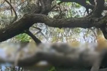 
			
				Horas de buscas: veja como corpos de irmãos foram encontrados na lagoa
			
			