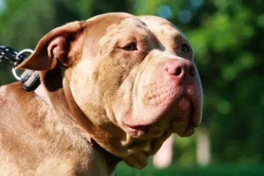 
				Criança de 2 anos morre após ser atacada por pit-bull da família
			
			