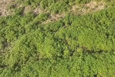 
				“Floresta” com 138 mil pés de maconha é achada em área rural
			
			