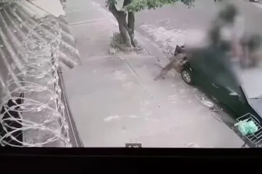 
			
				Homem jogou balde de água em pitbull para livrar adolescente de ataque
			
			