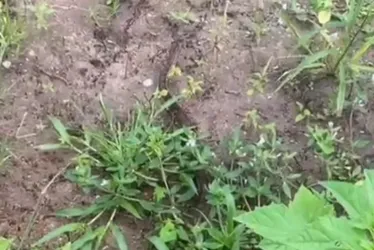 
				Ladeira com jacarés e jiboia conquista moradores e vira ponto turístico em Arapiraca
			
			