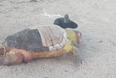 
				Mais uma tartaruga marinha é encontrada morta na Praia do Sobral
			
			