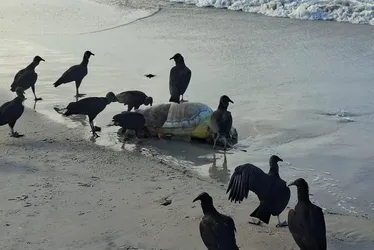
				Mais uma tartaruga marinha é encontrada morta na Praia do Sobral
			
			