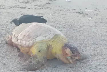 
				Mais uma tartaruga marinha é encontrada morta na Praia do Sobral
			
			