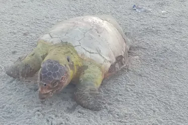 
				Mais uma tartaruga marinha é encontrada morta na Praia do Sobral
			
			