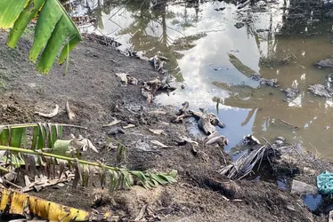 
			
				Maus-tratos e carcaças às margens de rio: abatedouro clandestino é autuado em AL
			
			