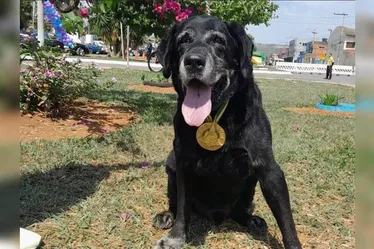 
				Morre Zeca, cão herói do CBMDF que atuou nas buscas de Brumadinho (MG)
			
			