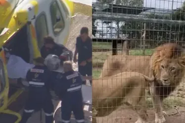 
				Mulher tem braço arrancado por leão em zoológico na Austrália
			
			