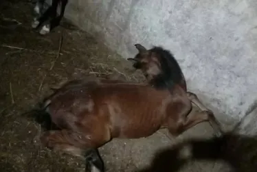 
				Nove cavalos morrem após consumo de ração: 'Sofrimento'
			
			