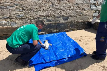 
				Entenda por que pinguins estão aparecendo no litoral de Alagoas
			
			