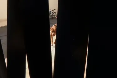 
			
				Pitbull que mordeu adolescente atacou cachorro de vizinha um mês antes
			
			