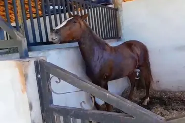 
			
				Ração que matou cavalos em Alagoas já fez 122 vítimas no Brasil
			
			