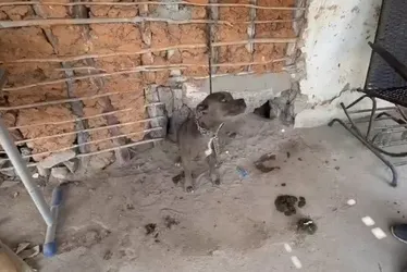 
				Sem água e comida: três cachorros são resgatados de maus-tratos em Dois Riachos
			
			