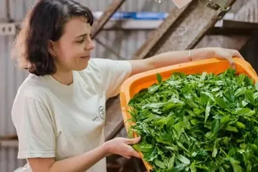 
				Tarifas sobre o Japão esgotam estoques mundiais de matcha
			
			