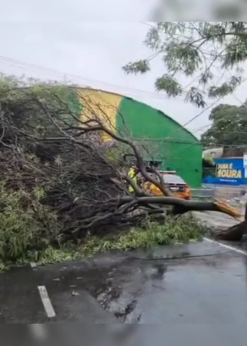 
			
				Árvore cai durante forte chuva e compromete trânsito no Jaraguá
			
			