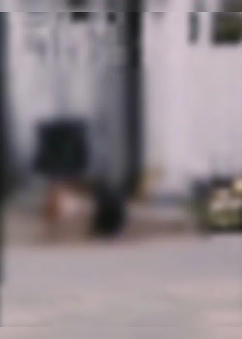 
				Ataque de pitbulls: polícia busca identificar tutores de animais; assista ao vídeo
			
			