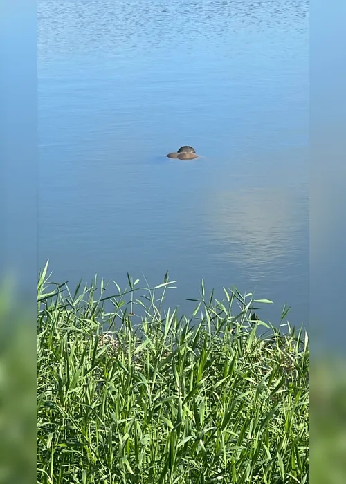 
				Corpo é encontrado boiando no Lago da Perucaba, em Arapiraca
			
			
