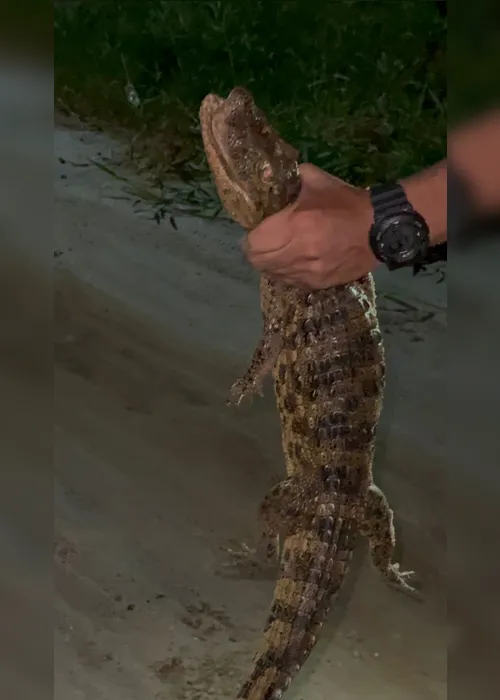 
			
				Filhote de jacaré é encontrado em condomínio no Francês e assusta moradores
			
			