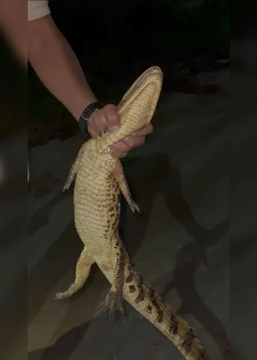 
			
				Filhote de jacaré é encontrado em condomínio no Francês e assusta moradores
			
			