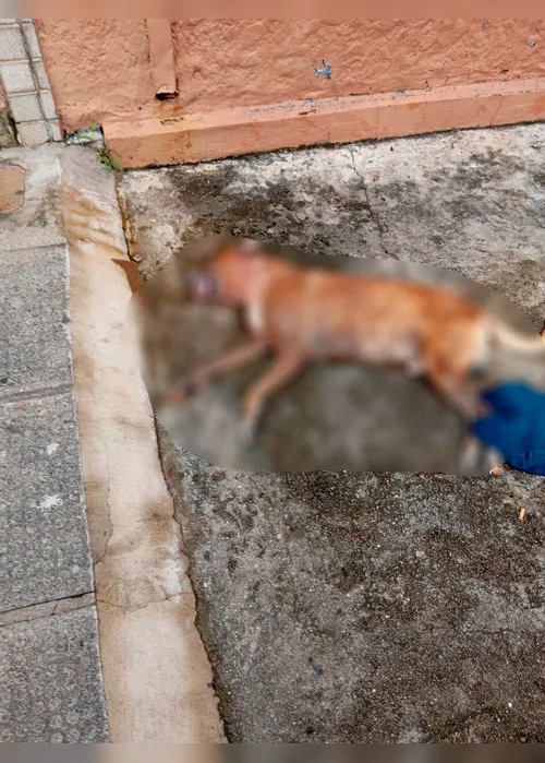 
			
				Leia relato de tutora de cão morto por pitbulls na Ponta Grossa
			
			