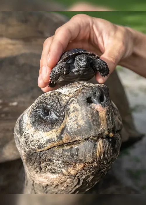 
				Tartaruga de 135 anos é pai pela 1° vez e pode entrar para o Guinness
			
			
