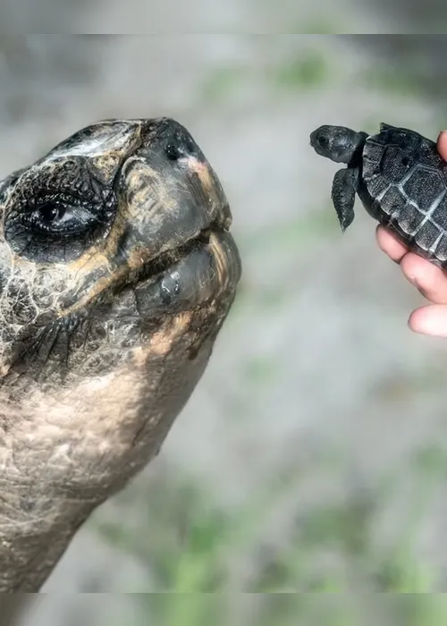 
				Tartaruga de 135 anos é pai pela 1° vez e pode entrar para o Guinness
			
			