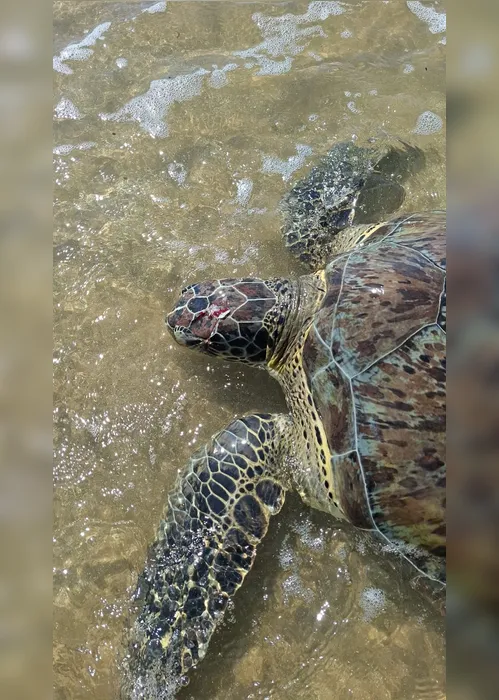 
				Tartaruga-verde é encontrada com crânio esmagado na Praia do Patacho
			
			