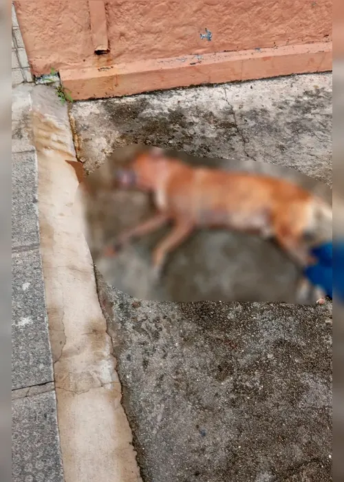 
				Tutora será responsabilizada após ataque de pit bulls na Ponta Grossa
			
			
