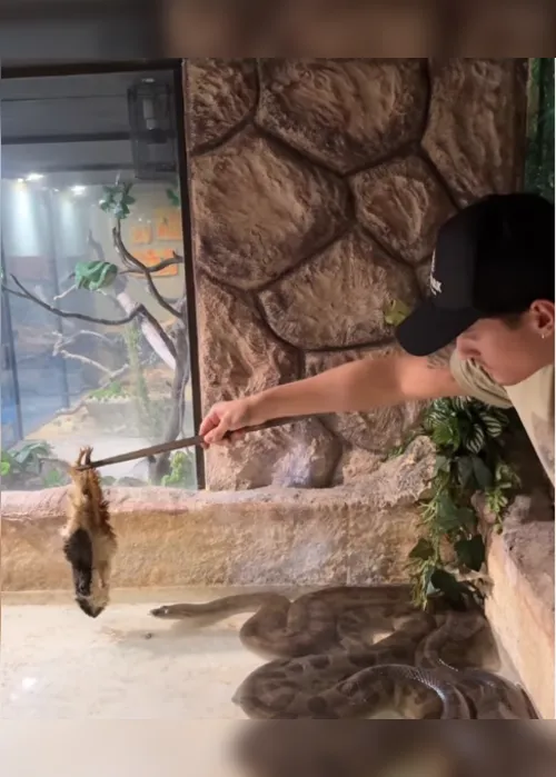 
				Vídeo: alagoano alimenta sucuri com galinha e viraliza nas redes sociais
			
			