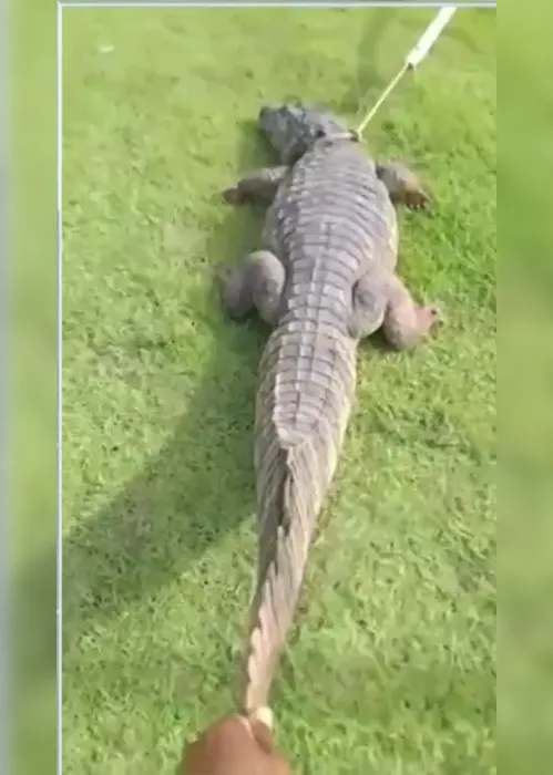 
			
				Vídeo: jacaré é flagrado 'passeando' por condomínio na Barra Nova
			
			
