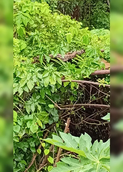 
				Visita inesperada: cobra assusta moradores no Barro Duro
			
			