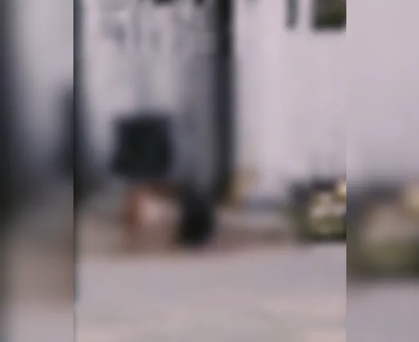 Ataque de pitbulls: polícia busca identificar tutores de animais; assista ao vídeo