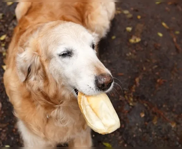 Cachorros podem comer pão? Descubra riscos e os cuidados necessários