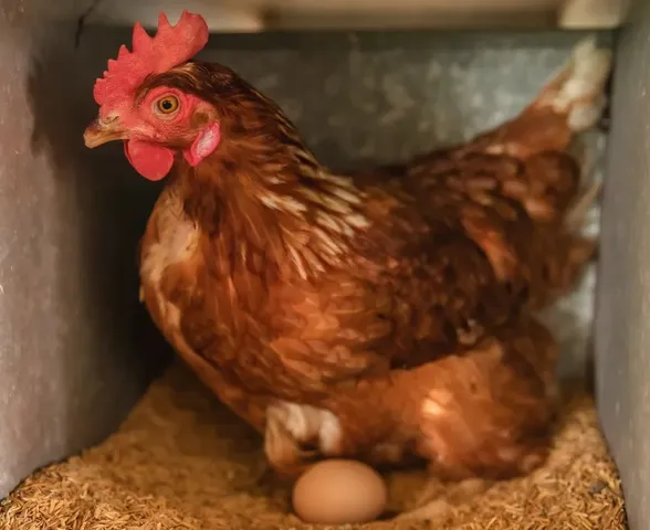 Ceará registra 1º foco de gripe aviária em aves domésticas