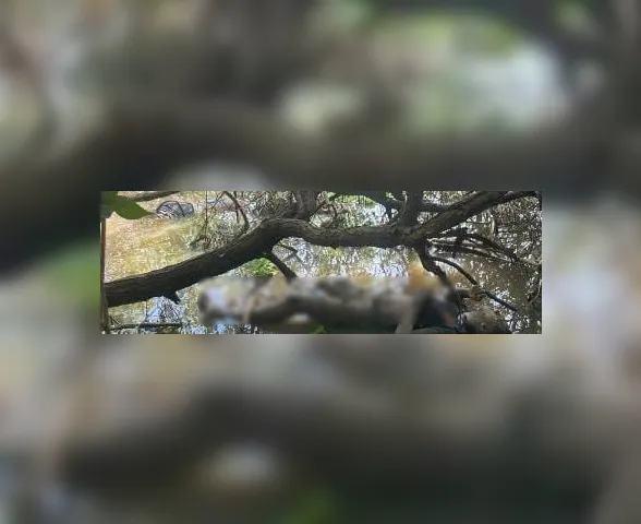 Horas de buscas: veja como corpos de irmãos foram encontrados na lagoa