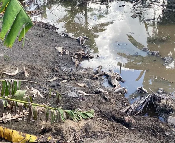 Maus-tratos e carcaças às margens de rio: abatedouro clandestino é autuado em AL