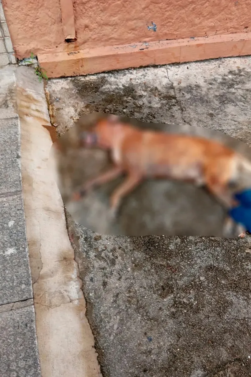 Caso Pitbulls na Ponta Grossa: Polícia identifica tutora e ela vai responder por crime ambiental