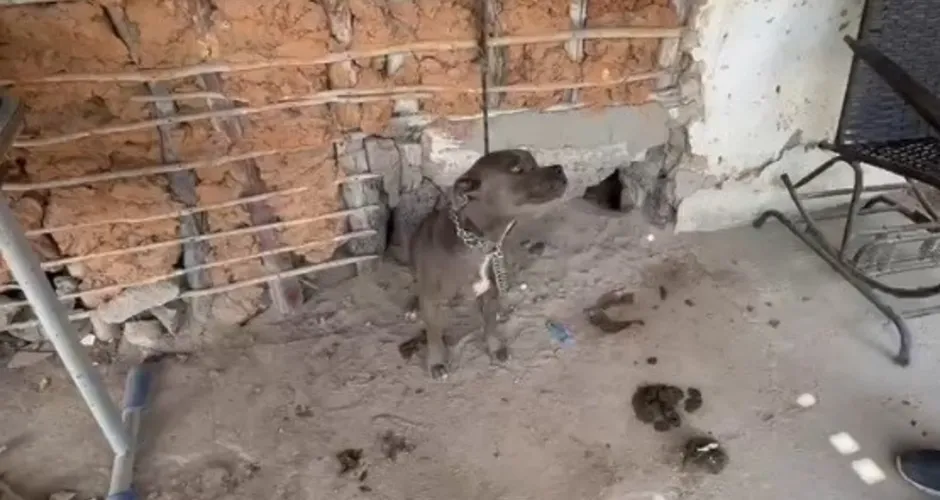 Fim do Sofrimento: Cães são resgatados de fome e abandono em Dois Riachos; tutor será intimado