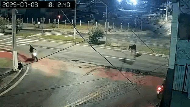 Cavalo é atropelado na Avenida Josefa de Melo; veja o momento!