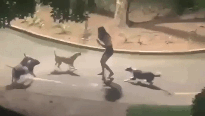 VÍDEO: cães de rua atacam jovem em parque de Arapiraca