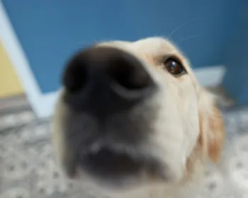 Entenda por que os cachorros cheiram as partes íntimas das pessoas